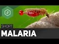malaria/