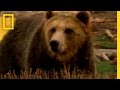 Grizzly Bear Strength Experiment Insights