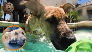 Cachorro vuelve a ver a su mamá y hermanos tras semanas separados | Reencuentro inolvidable