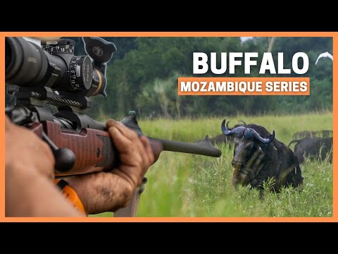 Father & Son Chasing DANGEROUS Game in Africa 💥🐃💥🐃  Buffalo DOUBLE in MOZAMBIQUE