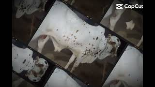 Qurbani for 2024