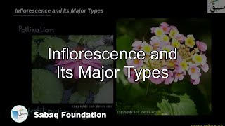 Inflorescence and Its Major Types