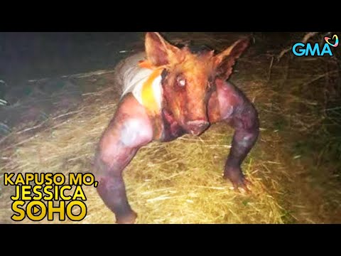 Kapuso Mo, Jessica Soho: ASWANG, BIGLANG NAG ANYONG BABOY! | kmjs | kmjs latest episode