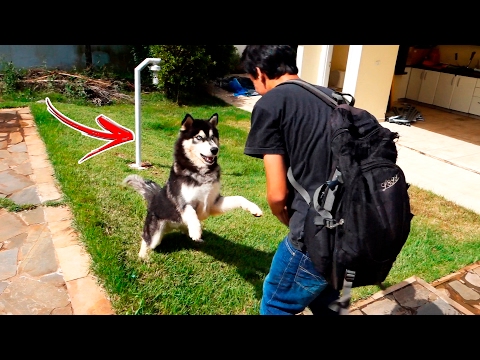 MEU IRMÃO VS TUSK 🐺 ! APANHOU FEIO 😟