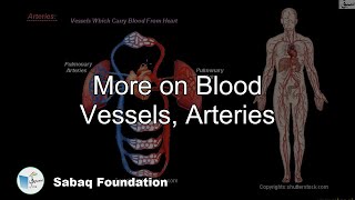 More on Blood Vessels, Arteries