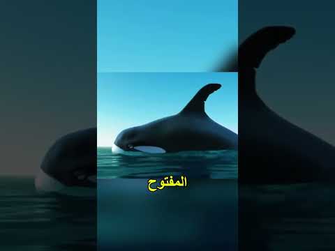 الحيوانات في مواجهة أسطورية 🦀🐧🐜 | قصة قصيرة مضحكة #shorts