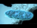 Understanding Mitochondria and ATP Production