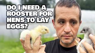 How Chickens Work