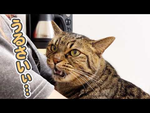 ママのお膝の上で「うにゃうにゃ…」と文句を言いながらもそばを離れない、甘え坊な猫