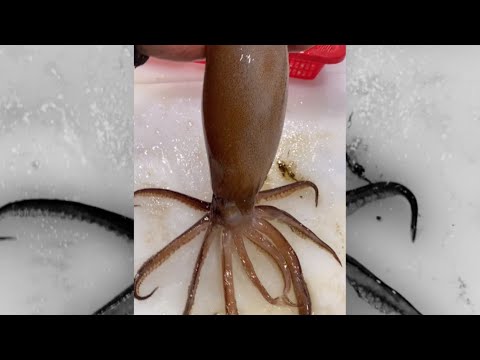 국가대표 오징어 손질, 기계 회썰기 Squid sashimi.