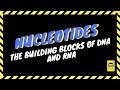 Nucleotide Fundamentals and DNA Insights