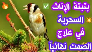 🔥#بتبتة إناث #الحسون مع تستسات ترغم الذكور على #التغريد، علاج الصمت الفعال، وداعا للصمت و الخمول✅🔥