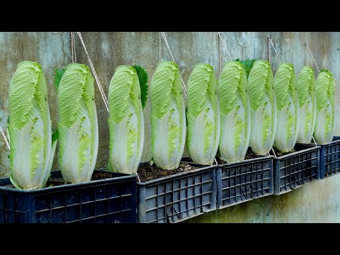 Super delicious Cabbage, easy to grow at home, no need for a garden