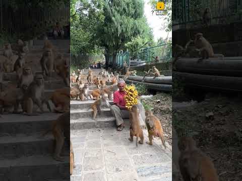 Este homem trabalha em uma organização sem fins lucrativos para ajudar os animais. #curiosidades