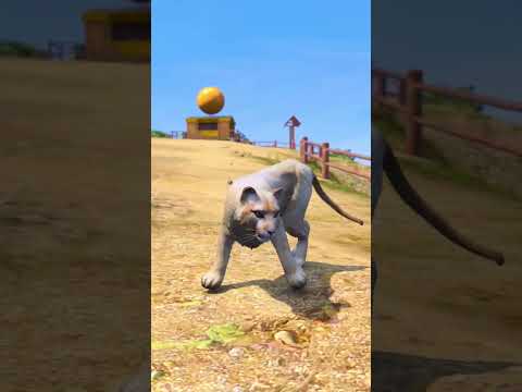 Chop ne sher se race lagakar spiderman ko bacha liya ? | #gta5 #shorts #youtubeshorts #love #dog