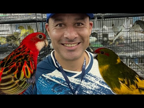 AVES diferentes aqui no Campeonato Brasileiro FOB
