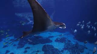 Swimming with Whale sharks | Georgia Aquarium