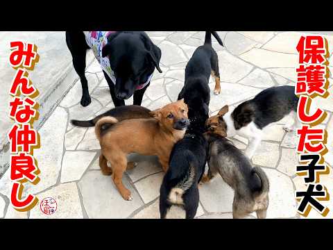 【保護犬　子犬】保護した子犬達みんな仲良しです♪