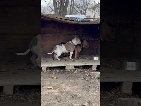 American Bully’s playing 🐂 #subscribe #pocketbully #pocketsizebully #americanbully #puppy #dog