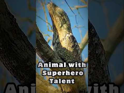 Potoos (How Potoo Camouflage) Animal Facts #potoo