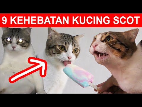 9 KEHEBATAN SCOT SI KUCING LEGEND GUDANG TUTORIAL