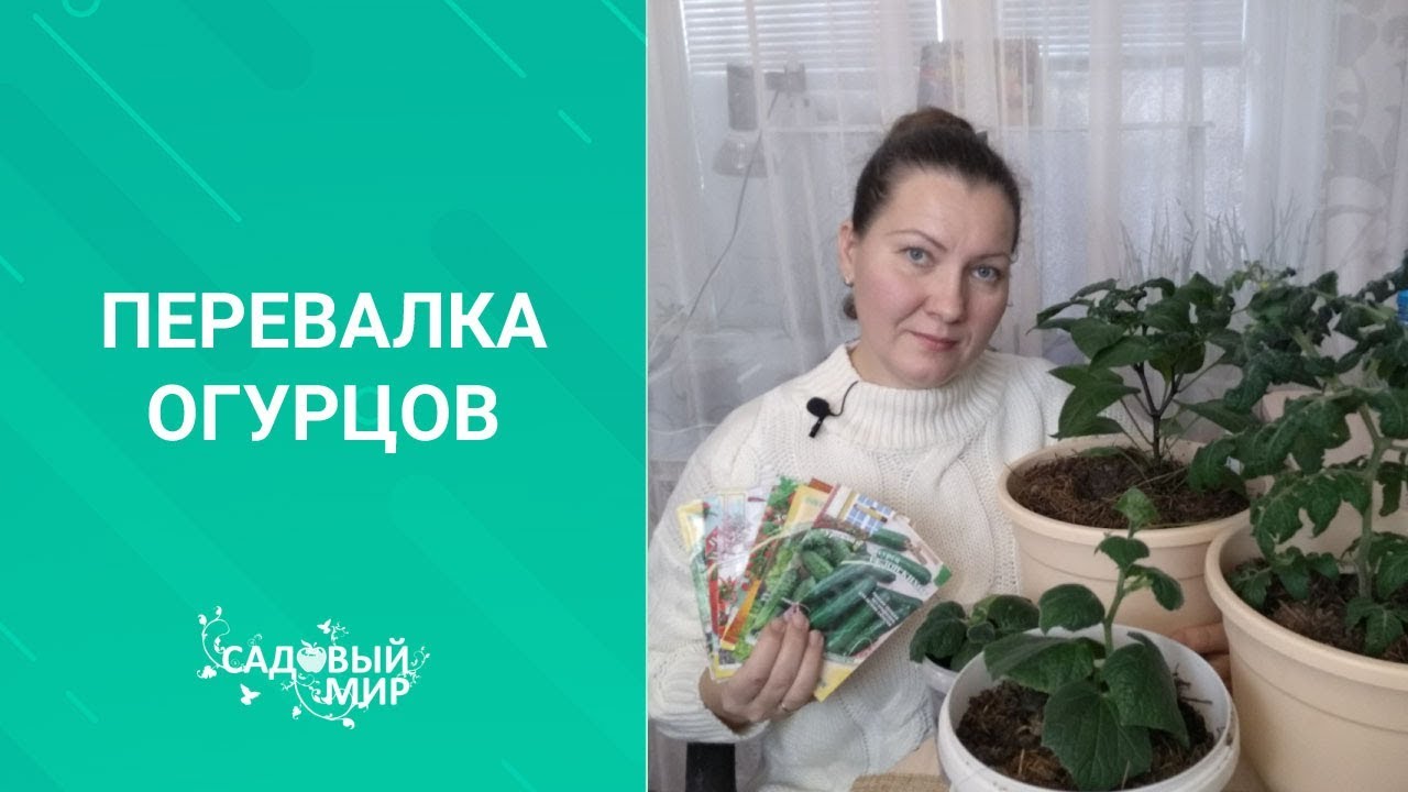 А у нас зимой цветут томаты и завязываются огурцы!