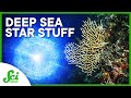 Supernova and Its Impact on Earth