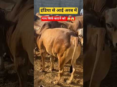 इंडिया से आई अरब में गाय 😱 ll #minivlog #vlog #tranding #youtubeshorts #gulflife #saudiarabia #fyp