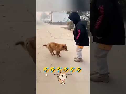 Bom dia!!! Cachorros engraçados dançando Um final de semana abençoado para todos