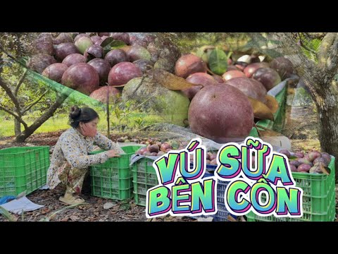 Hàng nghìn quả "VÚ SỮA BÊN CỒN" sẽ được thu hoạch như thế nào?