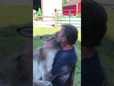 He's singing for his lovely donkey! #donkey #animals #love