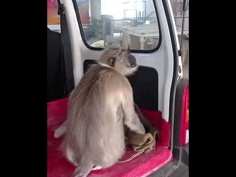gau seva dham team rescued monkey injured in road accident