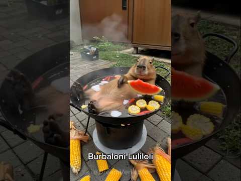 brainrot in real life. animal version of brainrot #brainrot  #memes #lirililarila