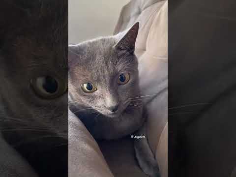 Parece muito o zoom de uma câmera, né!? 📷 😂 | #shorts | #gatos