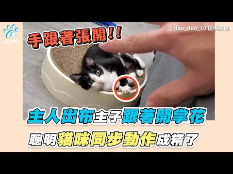 【主人出布主子跟著開掌花 聰明貓咪同步動作成精了】｜IG / duo_duo_10｜網友 / 李奕緯