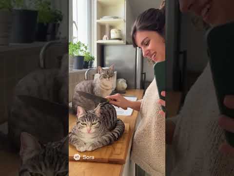 She Cuts a Cat Cake — and the Real Cat Freaks Out! | ‘Calma, é só bolo!