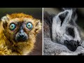 Unusual Animal Sleeping Habits Revealed