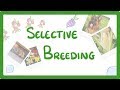 Selective Breeding: Key Concepts and Processes