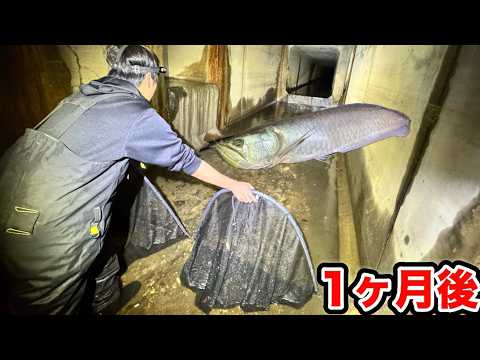 【アロワナ報告から1ヶ月】川から繋がる池には巨大バスの楽園があるらしい