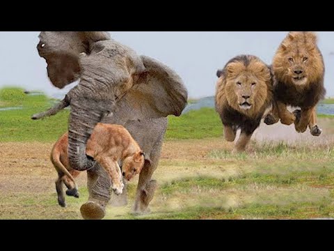 Mother Elephant Kidnaps Lion cubs for revenge - Lions Attack Alone Elephant