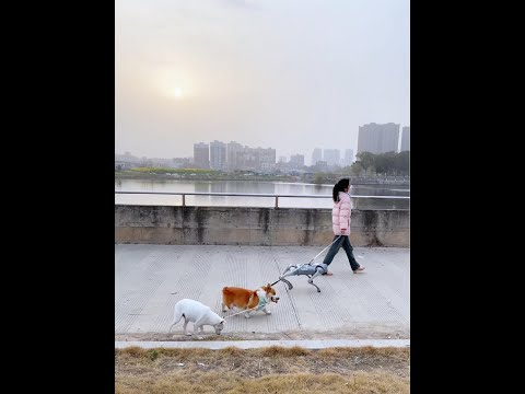 Cute Puppies ?♥ super funny Corgi ♥ #shorts #2024