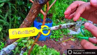 കായ്ക്കാത്ത മാവ് മുറിച്ച് അതിൽ പുതിയ ഇനം വെച്ചുപിടിപ്പിച്ചതിന്റെ റിസൾട്ട്. Mango Tree Grafting 💯