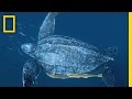 Underwater Photography and Turtle Behavior