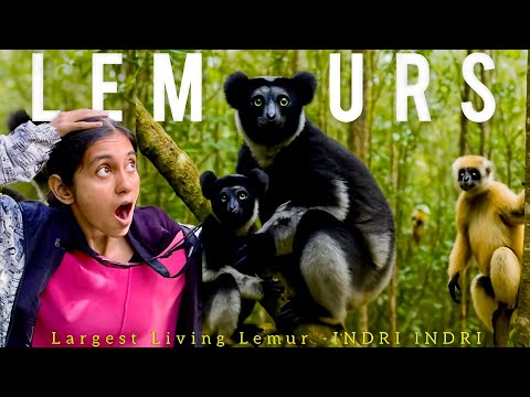 Discover WORLD'S Largest Living LEMURS 'Indri Indri' in AFRICA! 🇲🇬😳
