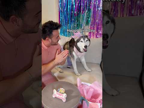 My Husky Sings The Happy Birthday Song! 🎶👀😳