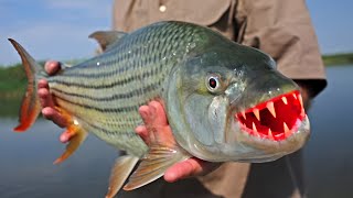 The Giant Arapaima Fish😨 | Facts