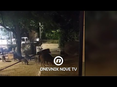 "Pa tu se ne smije pucati!" – Stanovnici na mukama zbog divljih životinja | Dnevnik Nove TV