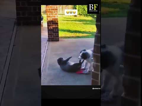"Best Funny Cats Dogs fails Compilation | animals fails"#shorts