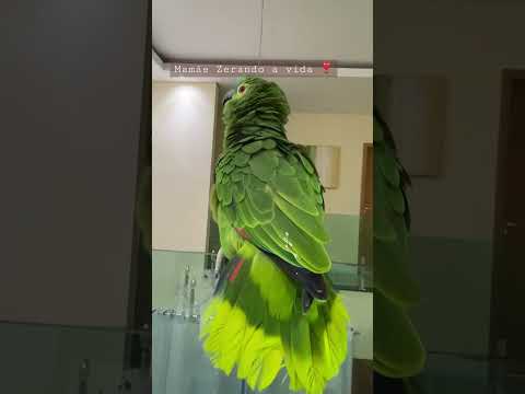 Papagaios falantes Mamãe Zerando a vida com a Pedrita cantando Roberto Carlos e falando que me ama