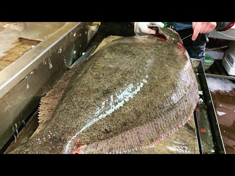 【職人技】特大ざぶとんヒラメ捌き方・神経締め・血抜き・A young man cooks a very large fish.